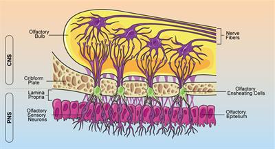 Neurotrophic and immunomodulatory effects of olfactory ensheathing cells as a strategy for neuroprotection and regeneration